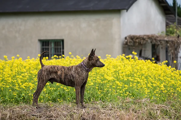 A Taiwan Dog