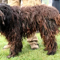 Bergamasco Sheepdog, picture 7 of 9
