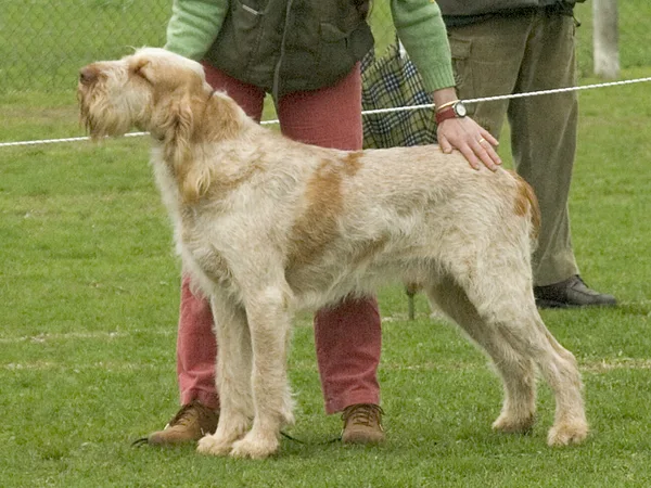 A Spinone Italiano