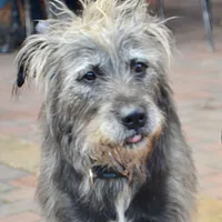 Irish Wolfhound, picture 4 of 7