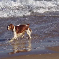 Welsh Springer Spaniel, picture 2 of 10