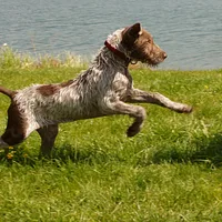 Slovakian Wirehaired Pointer, picture 2 of 10