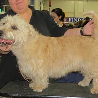 Glen of Imaal Terrier