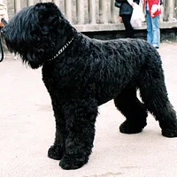 Black Russian Terrier, picture 3 of 9