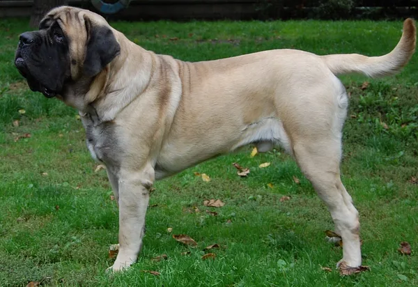 A Mastiff
