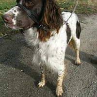 French Spaniel, picture 3 of 9