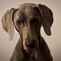 Weimaraner, picture 2 of 8