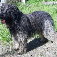 Portuguese Sheepdog, picture 1 of 10