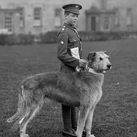 Irish Wolfhound, picture 7 of 7