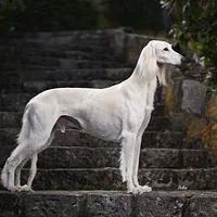 Saluki, picture 2 of 9