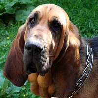 A Bloodhound dog