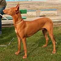 Pharaoh Hound, picture 4 of 8