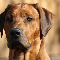 A Rhodesian Ridgeback dog
