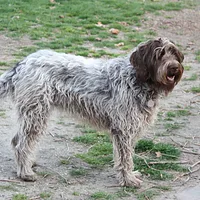 A Wirehaired Pointing Griffon dog