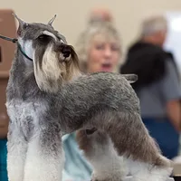 Miniature Schnauzer, picture 4 of 8