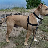 American Staffordshire Terrier