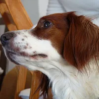 Irish Red and White Setter, picture 4 of 10