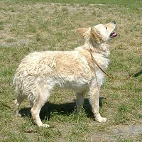 Mudi, picture 2 of 7