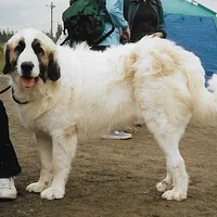 Pyrenean Mastiff, picture 6 of 7