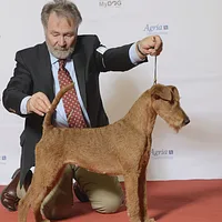 Irish Terrier, picture 7 of 8