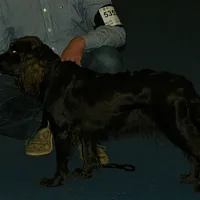 Deutscher Wachtelhund