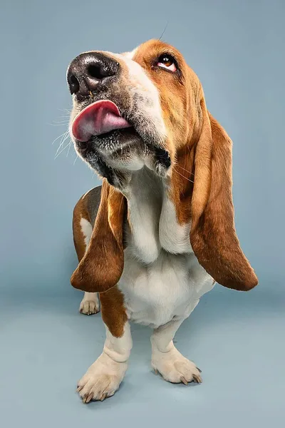 A Basset Hound