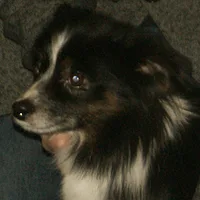 Miniature American Shepherd, picture 9 of 10