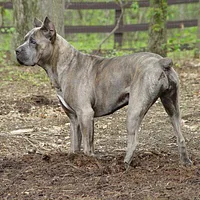 Cane Corso, picture 2 of 10
