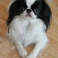 Japanese Chin