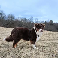 Miniature American Shepherd, picture 2 of 10
