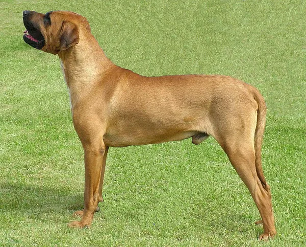 A Tosa