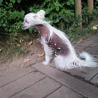 Chinese Crested