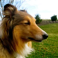 Shetland Sheepdog, picture 3 of 10