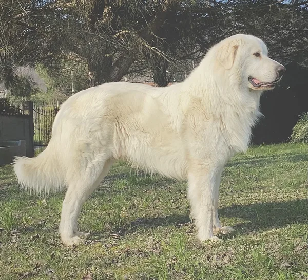 A Great Pyrenees