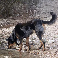 Beauceron