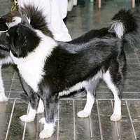 Karelian Bear Dog, picture 4 of 9