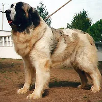 Pyrenean Mastiff, picture 3 of 7