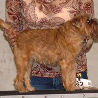 Brussels Griffon