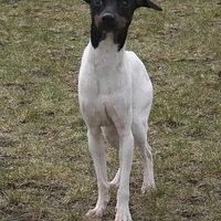 Japanese Terrier, picture 8 of 10