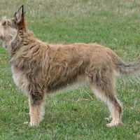 A Berger Picard dog