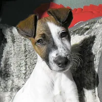 Smooth Fox Terrier, picture 3 of 9
