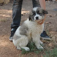 Tornjak, picture 5 of 9