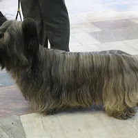 Skye Terrier, picture 2 of 5