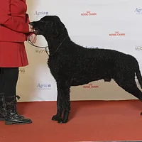 Curly-Coated Retriever