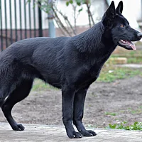 German Shepherd Dog