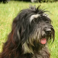 Portuguese Sheepdog, picture 2 of 10