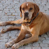 Portuguese Pointer, picture 2 of 6