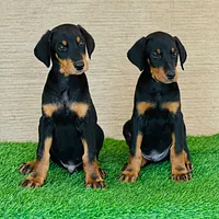 Doberman Pinscher