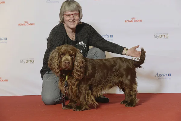 A Sussex Spaniel