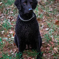 Curly-Coated Retriever, picture 6 of 9